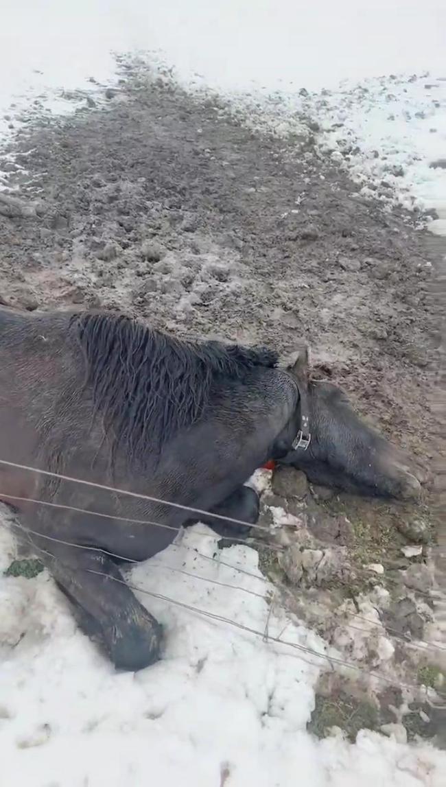 內(nèi)蒙古暴雪致多匹馬失溫凍死 初步統(tǒng)計(jì)8匹馬死亡