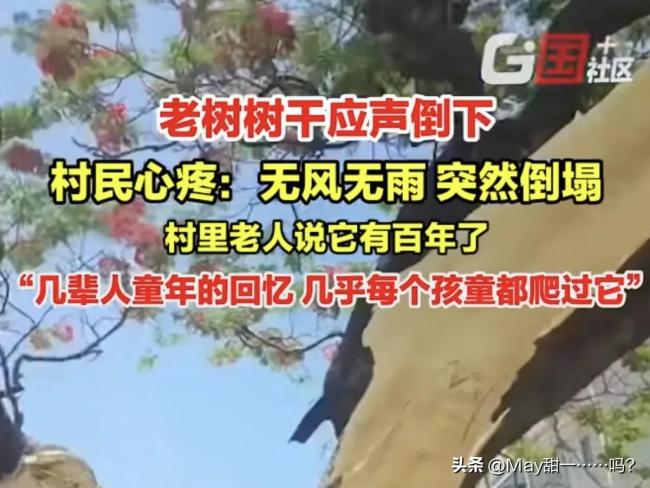 广东揭阳一棵百年老树无风自断 古树之殇唤醒保护意识