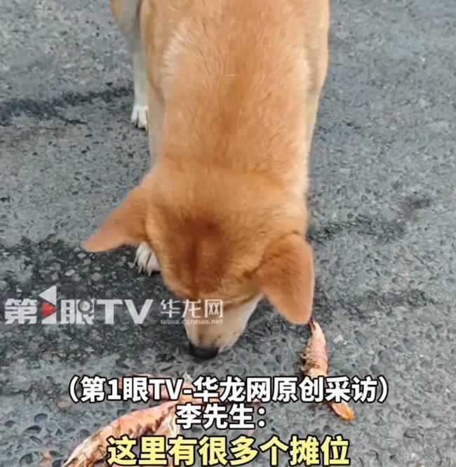 流浪狗憑“乖”讓自己吃飽飯