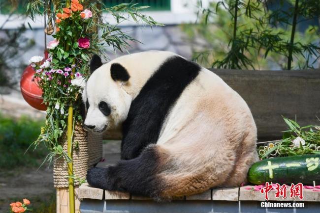 濟(jì)南動(dòng)物園大熊貓迎11歲生日