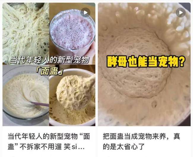 年輕人流行養(yǎng)酵母當寵物