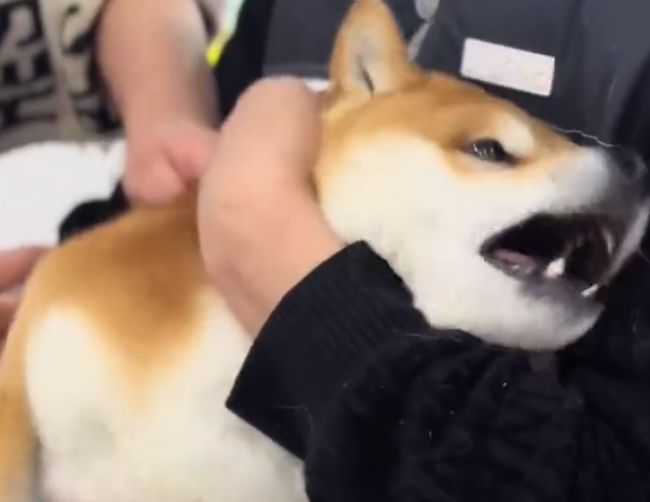 狗狗打狂犬疫苗打完真成狂犬了！