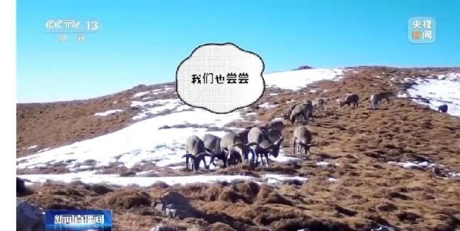 近80臺紅外相機拍巖羊雪豹兔猻等,，網(wǎng)友：想看直播！