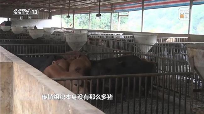 已有數(shù)萬人被騙 起底“云養(yǎng)殖”里的騙局