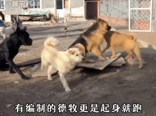 這只豬里豬氣的狗竟是世界級獵犬 下司犬引發(fā)熱議