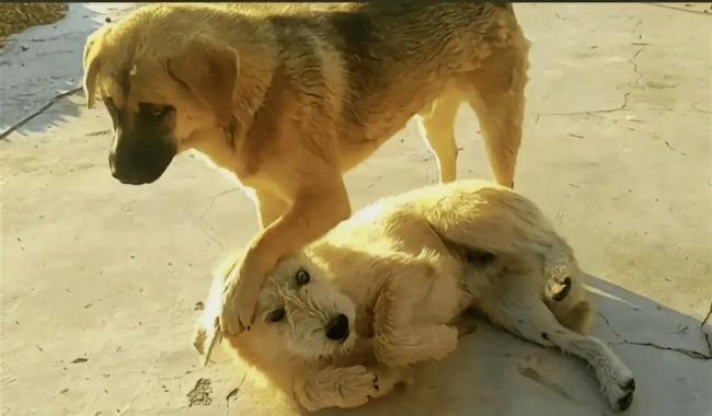 中國下司犬外網(wǎng)爆火 被稱為中國狗王 王者風(fēng)范征服全球