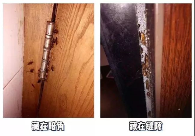 “蟑螂咬人”沖上熱搜！廣東人如何緊急止癢,？ 小概率事件引發(fā)熱議