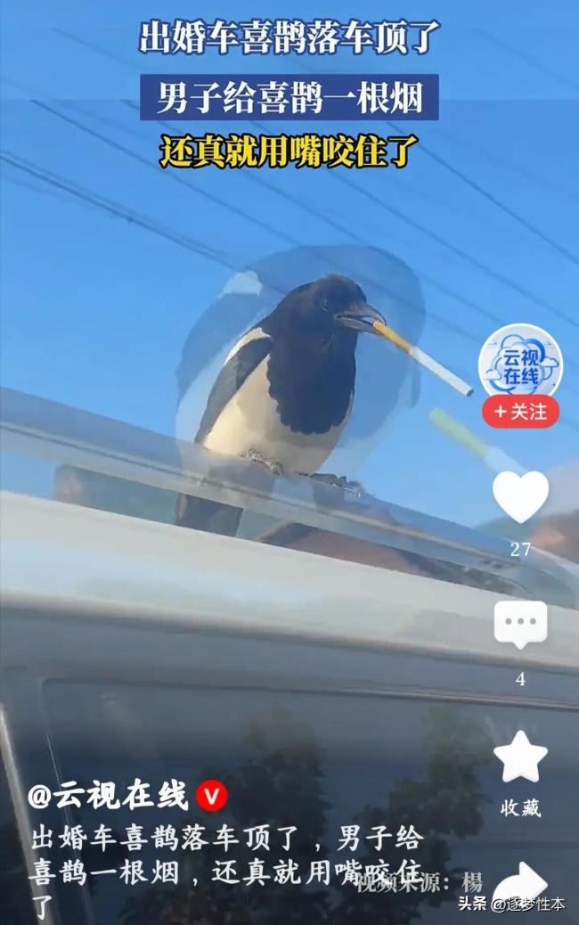 實(shí)拍：喜鵲落婚車頂 男子遞煙喜鵲用嘴咬住