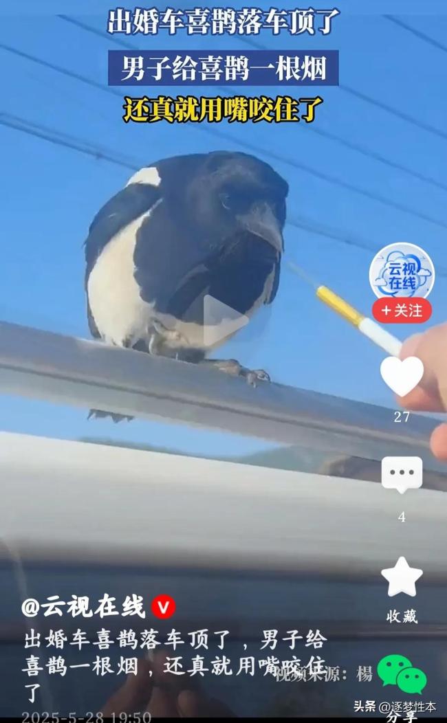 實(shí)拍：喜鵲落婚車頂 男子遞煙喜鵲用嘴咬住