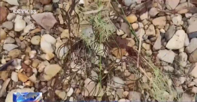 央視曝洞庭湖禁捕區(qū)變垂釣場(chǎng) 違規(guī)釣魚屢禁不止