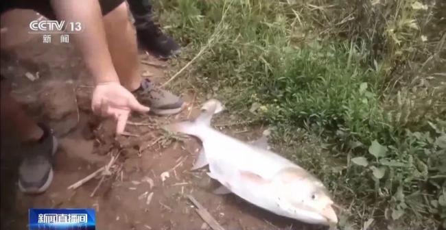 央視曝洞庭湖禁捕區(qū)變垂釣場(chǎng) 違規(guī)釣魚屢禁不止