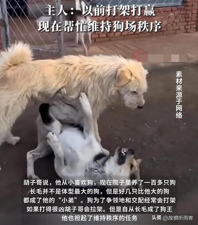 狗主人回應(yīng)農(nóng)村狗狗因霸氣走紅：現(xiàn)在幫忙維護(hù)狗場(chǎng)秩序