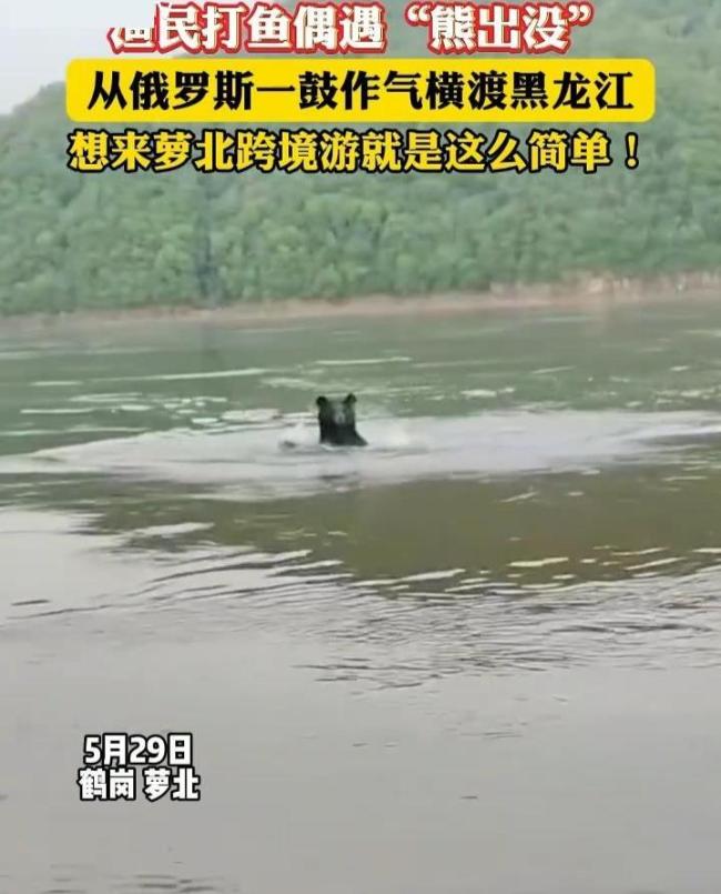 黑熊從俄羅斯跨境游到中國 當?shù)鼗貞?yīng)