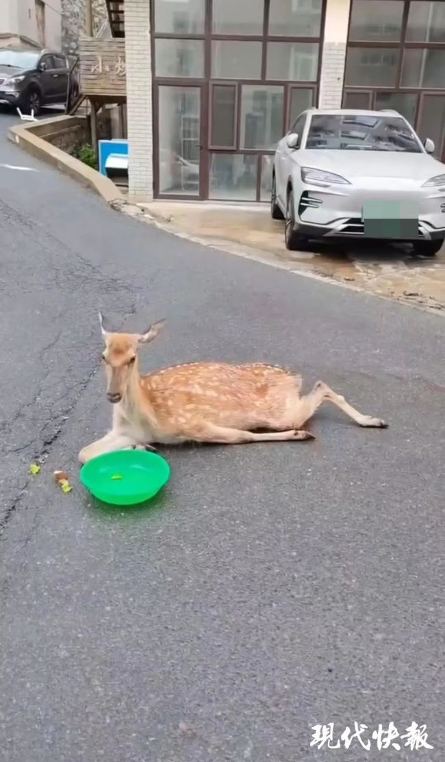 梅花鹿遭野狗追逐墜落死亡 流浪狗圍獵問題頻發(fā)