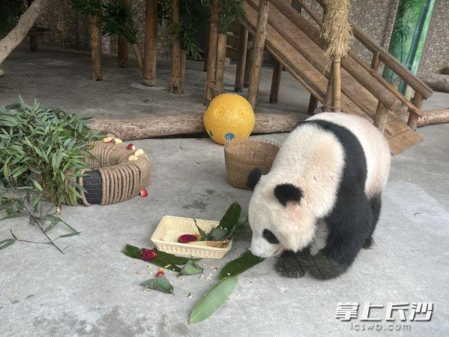 飼養(yǎng)員當(dāng)大廚 大熊貓吃上美味粽子 創(chuàng)意粽情溫暖國寶心