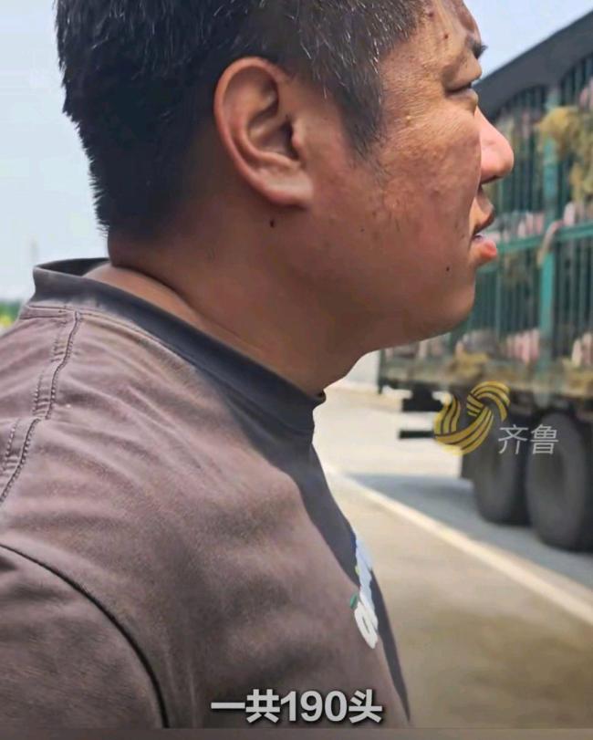 190頭豬高速中暑暈厥消防員澆水救援 高溫下的生命接力