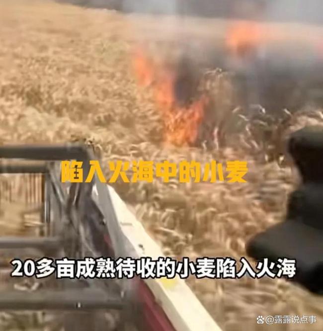 男子開收割機(jī)沖進(jìn)起火麥田搶收 00后勇?lián)?zé)任