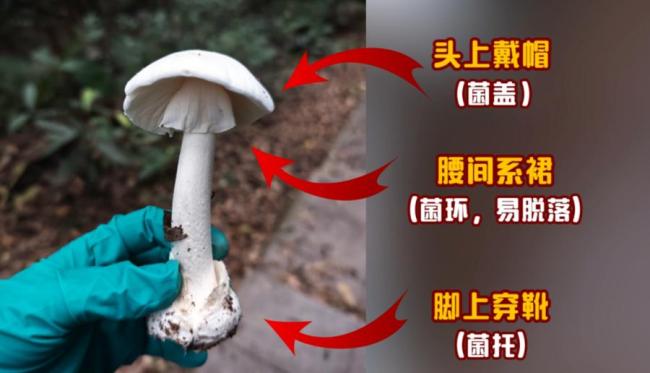 今年第一批吃菌子中毒的人出现了！小伙吃野生菌后竟开始隔空抓凤凰