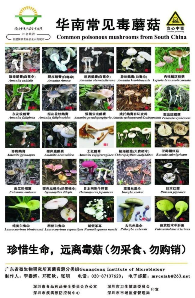 小伙吃菌子中毒后隔空抓水母 幻覺中的奇異世界