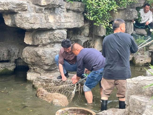 “越獄”的卡皮巴拉自行回家 聰明“豆包”終歸籠