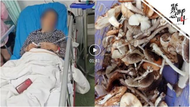 一家6口吃毒蘑菇中毒 3人仍在ICU