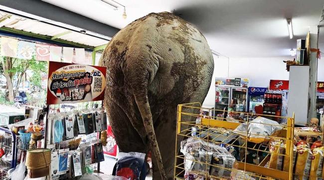 泰國野生大象闖進(jìn)商店吃零食 罕見一幕嚇壞民眾