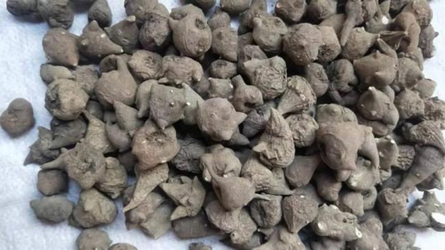 多地发生食用草乌中毒事件 毒性堪比砒霜