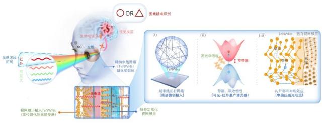 腦機接口使動物恢復視覺 開啟超視覺新可能