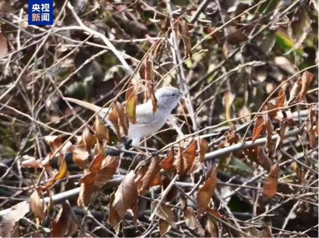 原來北京公園住了這么多小動物,！網(wǎng)友拍到好多“新客” 生態(tài)環(huán)境持續(xù)向好