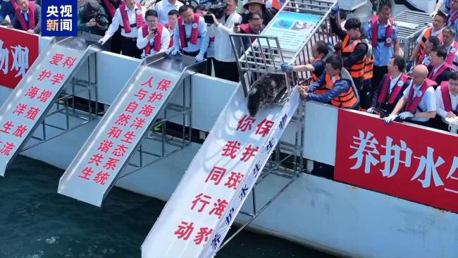 9只斑海豹在大連放歸大海