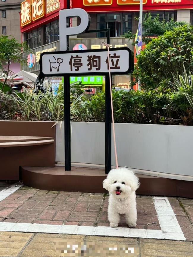 湖南一商业街现1平米停狗位 创意打卡点引发热议