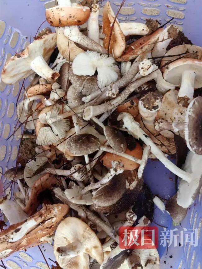 湖南5歲男童誤食毒蘑菇不幸去世