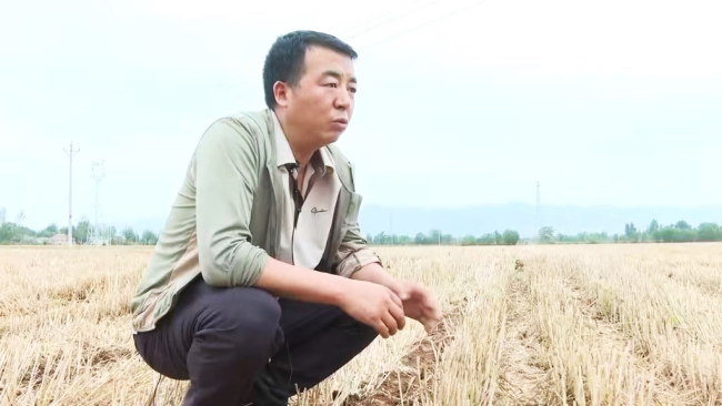 种粮大户的“丰收密码” 良机良法促增产