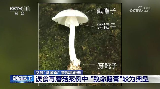 痛心！误食毒蘑菇一家六口中毒，5岁男童不幸去世