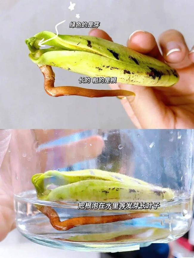荔枝核秒变小盆栽 创意养花新潮流