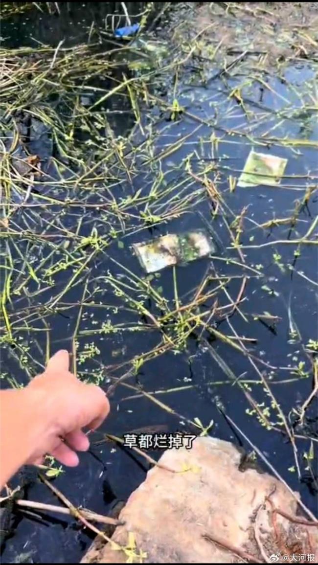 官方通报水污染致大量秧苗死亡