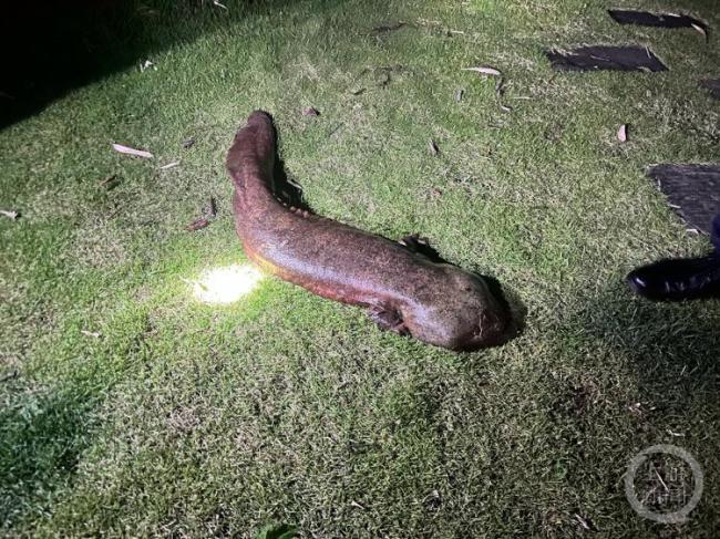 20余斤野生娃娃魚(yú)擱淺被救助 成功放歸長(zhǎng)江