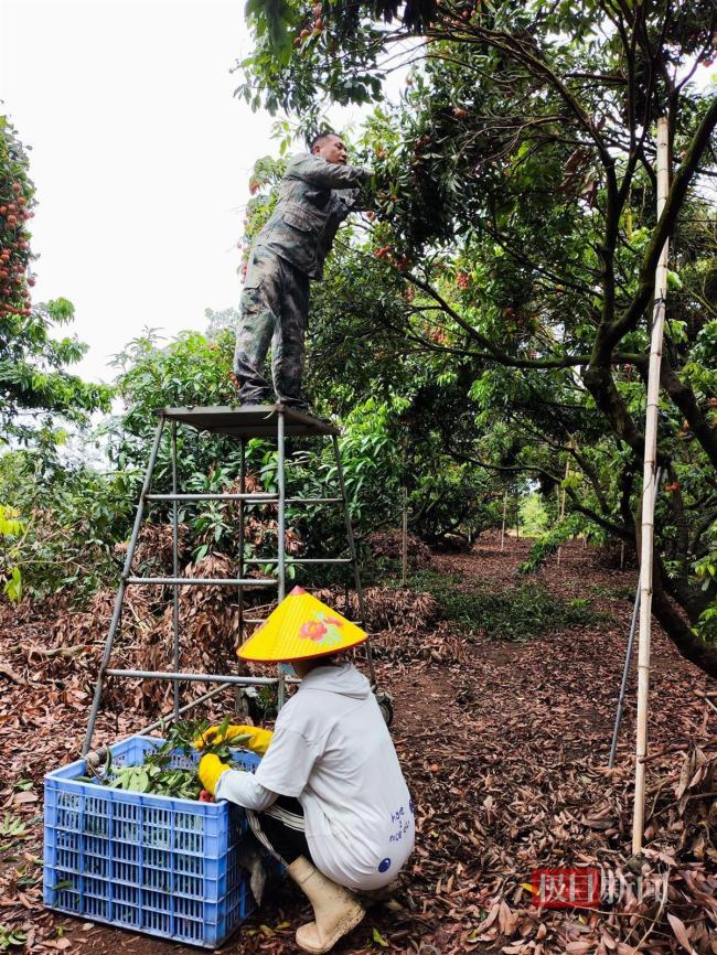 臺風(fēng)登陸前果農(nóng)搶收荔枝 與時間賽跑保收成