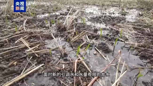 记者追踪安徽蚌埠秧苗成批死亡真相 沟渠水被污染