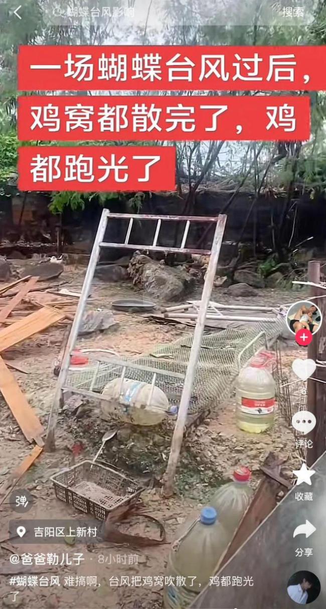 臺風(fēng)“蝴蝶”后 昌江大片蕉林倒伏 多地受災(zāi)嚴(yán)重