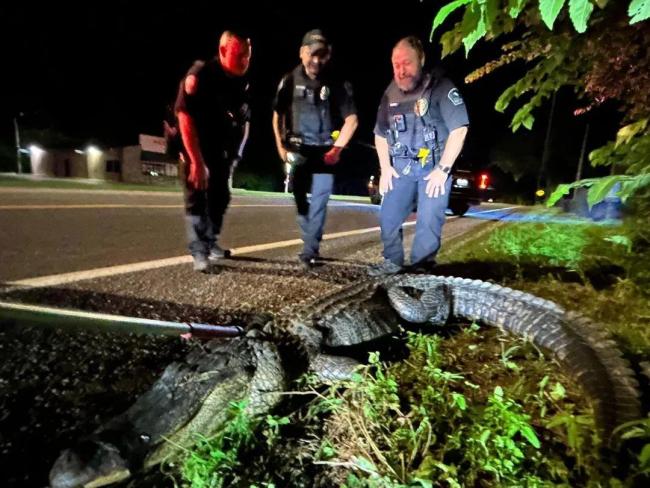 美國一2.8米鱷魚逛街闖餐廳
