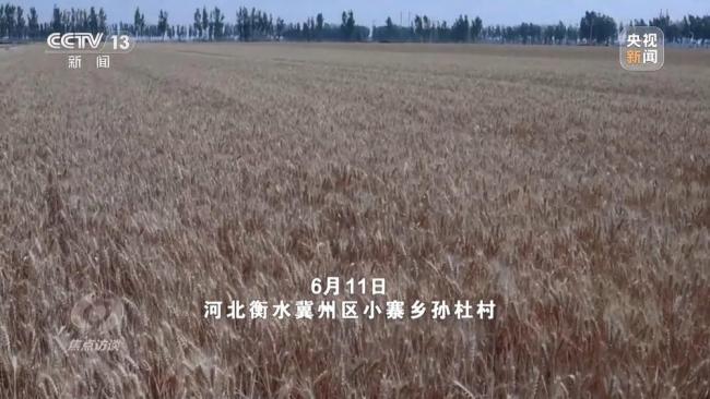 科技助力“麥”向豐收