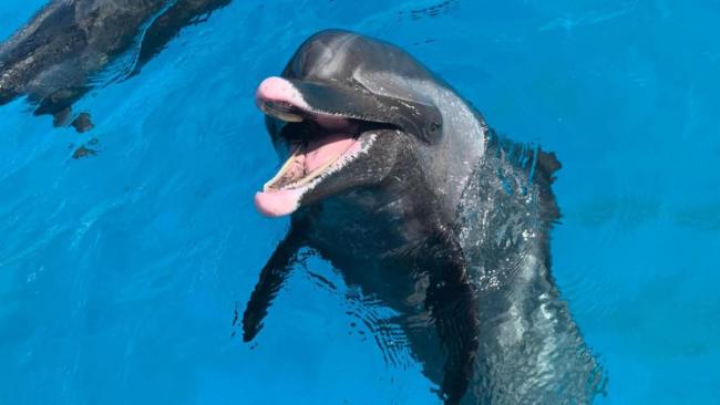 海洋公園月薪3萬招首席摸魚官 與海豚天團互動