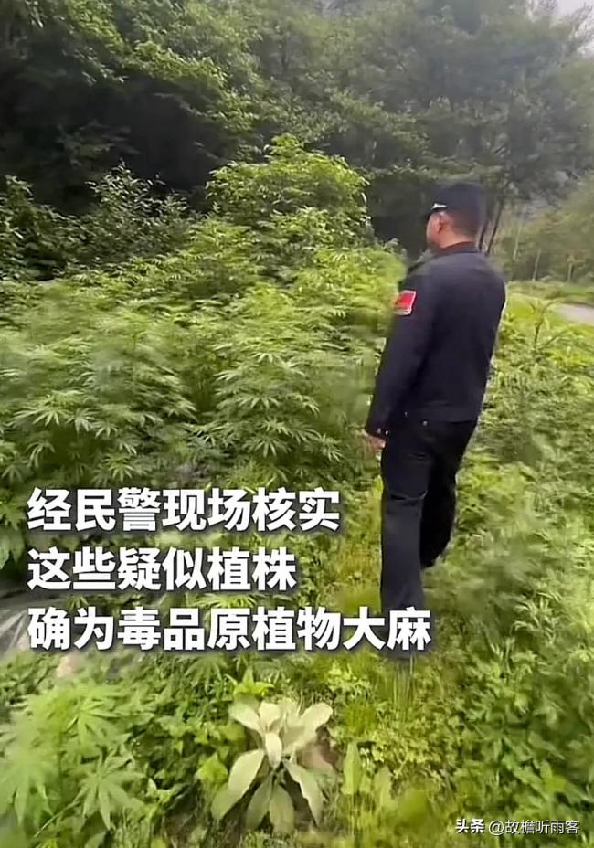小學(xué)生識(shí)別出大麻及時(shí)報(bào)警,！