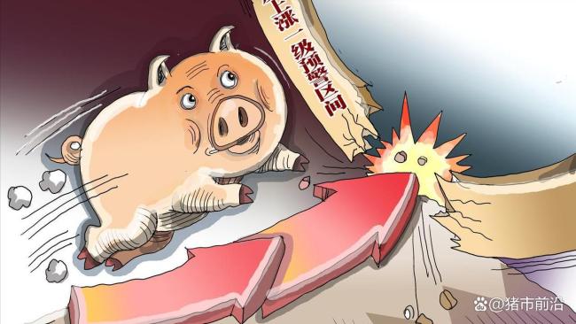 一夜升溫，豬價(jià)“波動(dòng)”上漲,！