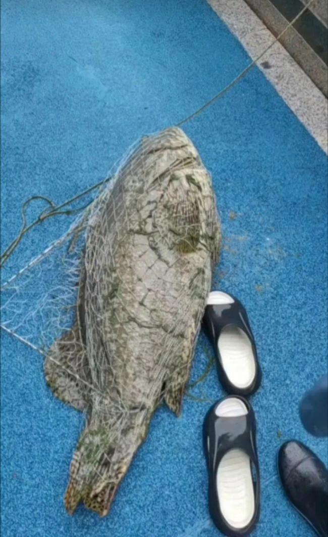 男子暴雨钓上72斤石斑鱼3000元卖出 网友炸锅了