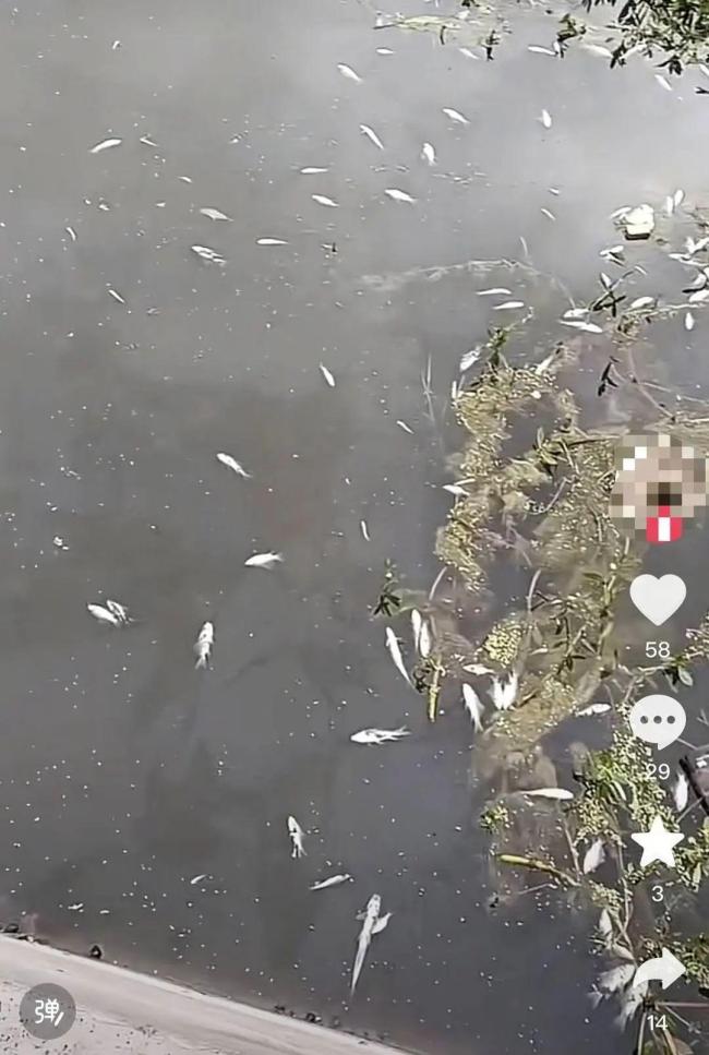 四川廣安一河段現(xiàn)大量死魚 初步排除人為毒魚與水體污染