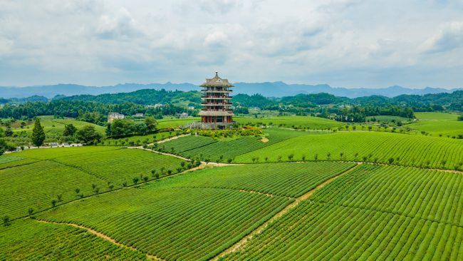 湄潭縣永興鎮(zhèn)萬畝茶海.jpg
