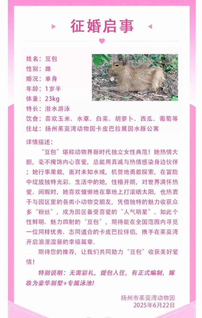 卡皮巴拉“豆包”征婚：无需彩礼有编制