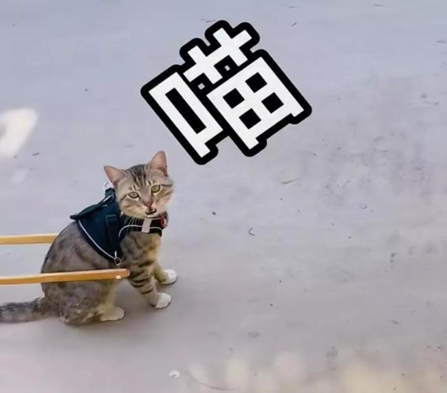 会拉车的网红猫“丧彪”中毒死亡 赵朔评论区留言：养猫好难